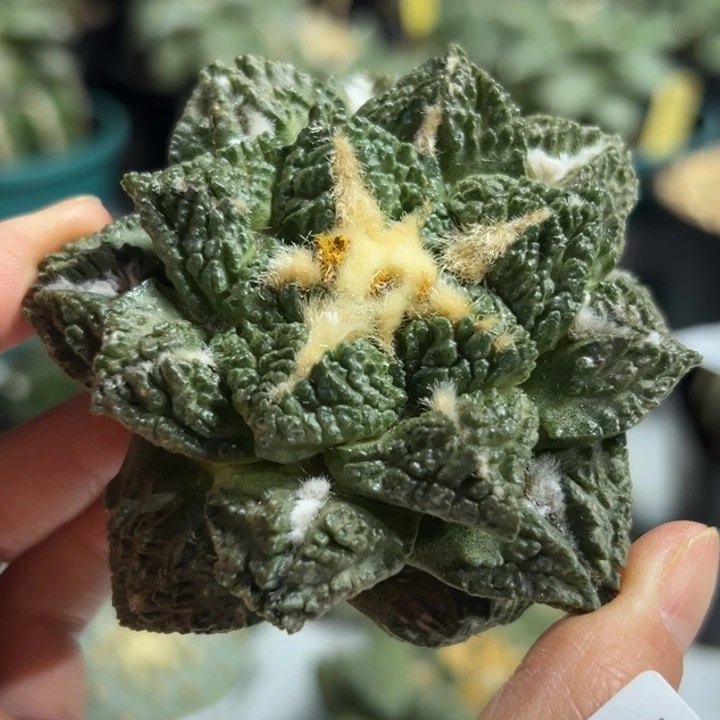 53 可帮发根可发货