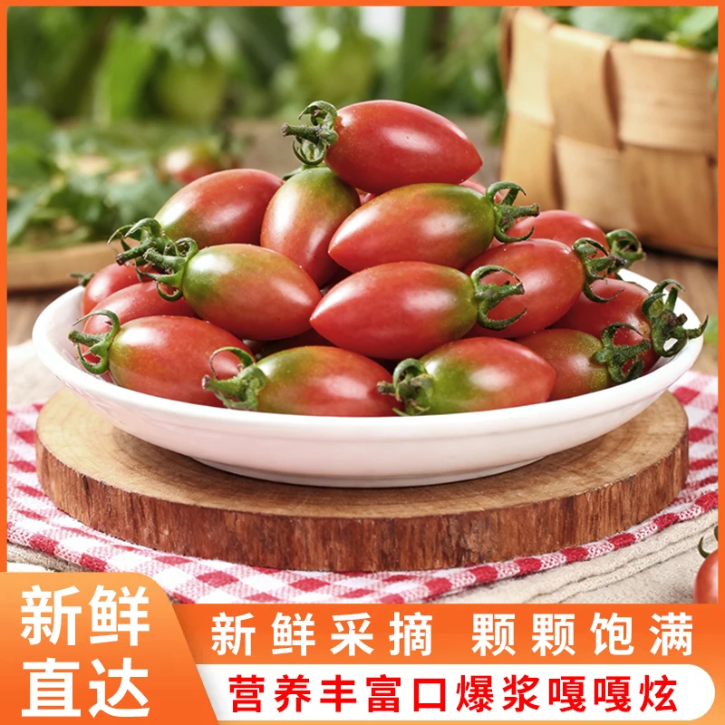 福建紫弹头黄珍珠小番茄圣女果非千禧儿童孕妇现摘新鲜当季水果