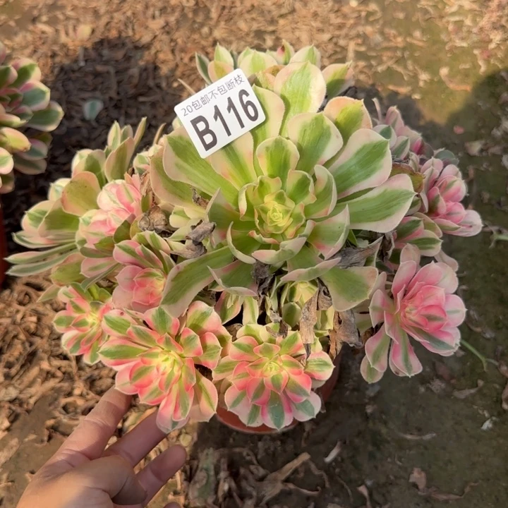 女巫……多肉植物……