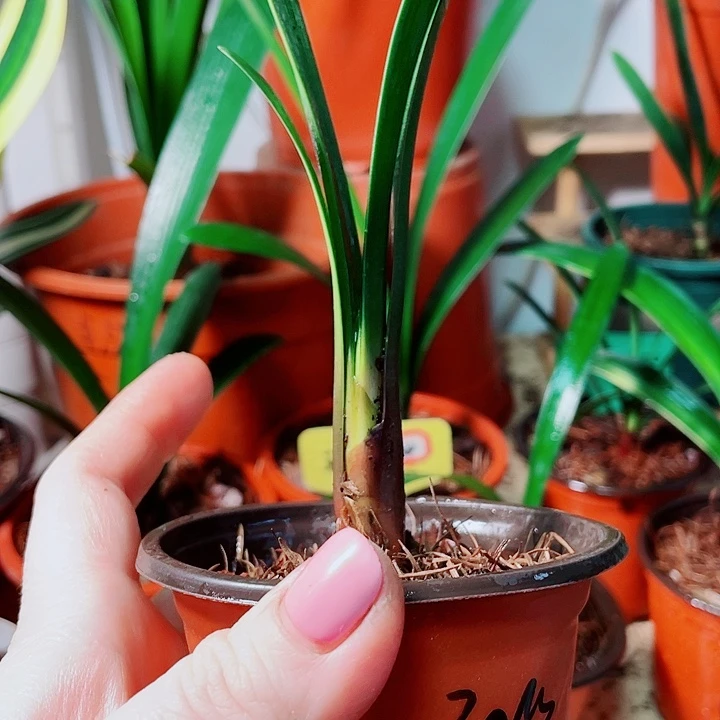 完全开放君子兰好看