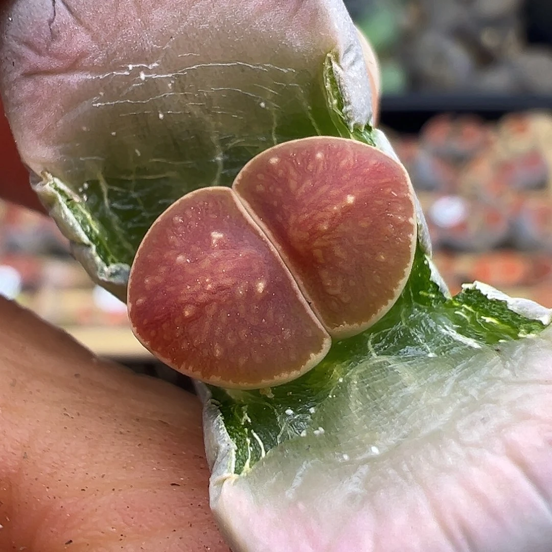 1633这就是基因的力量