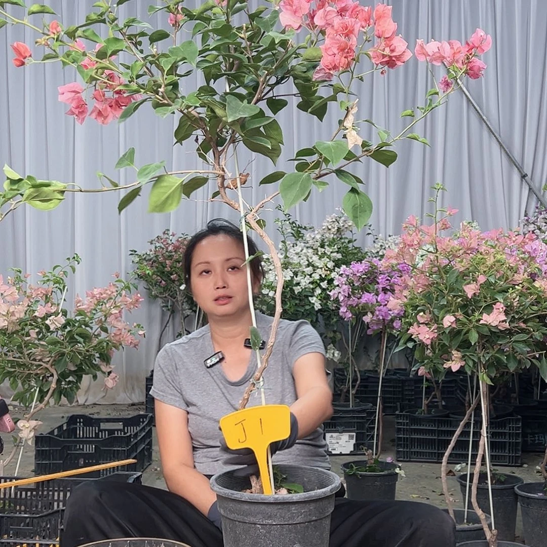 云***当前无花栽培后可以开花J1不甜西瓜