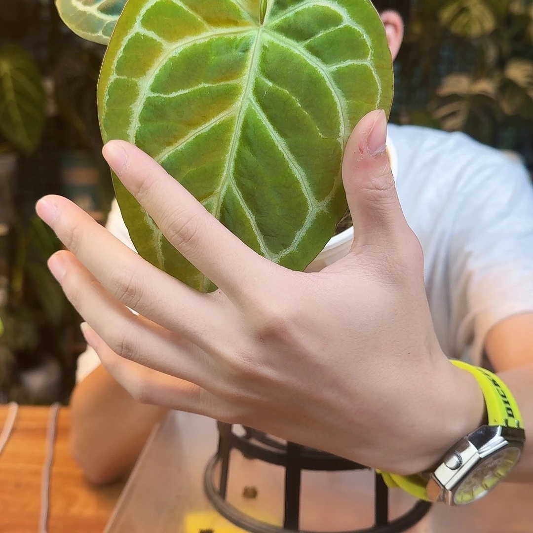 完全开放一物一拍M55小钻石杂米歇尔