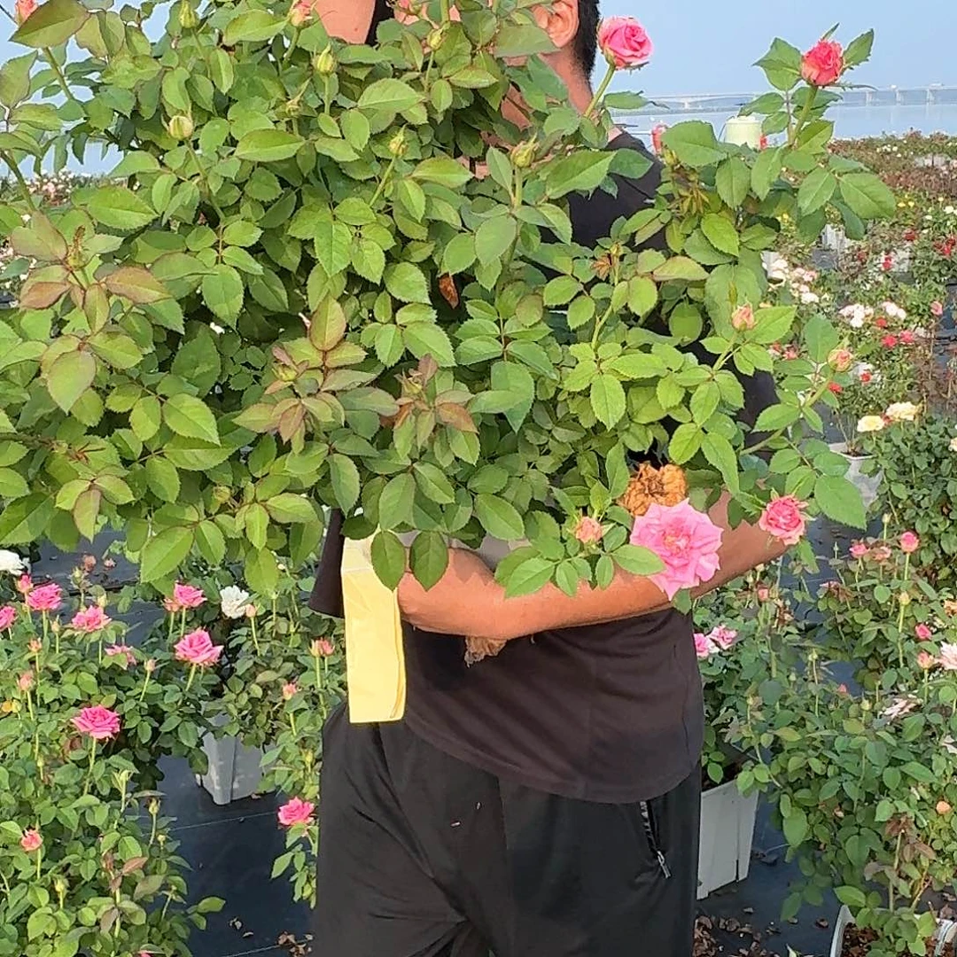 当前无花朵，栽培后可花朵534
