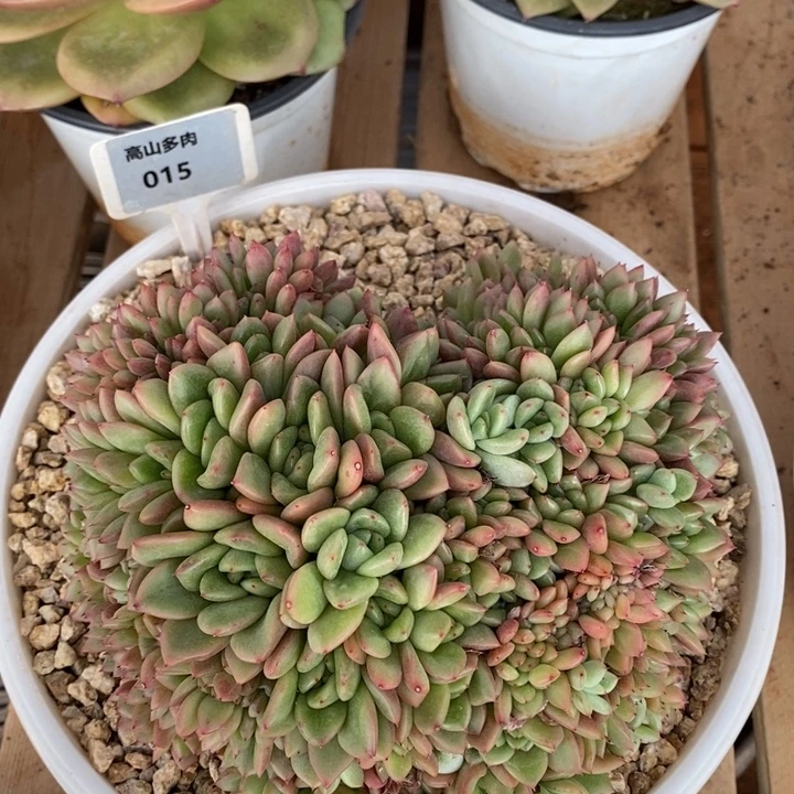 D015- 直播福利 缀化