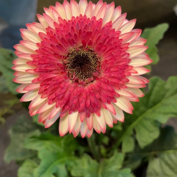 一加仑软盆非洲菊-飞舞