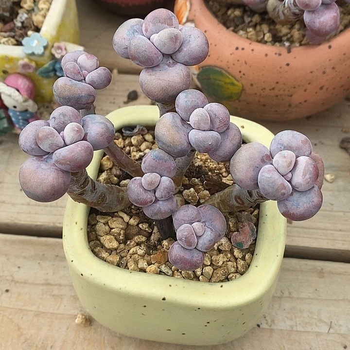 胭脂精品多肉   挑蛋011