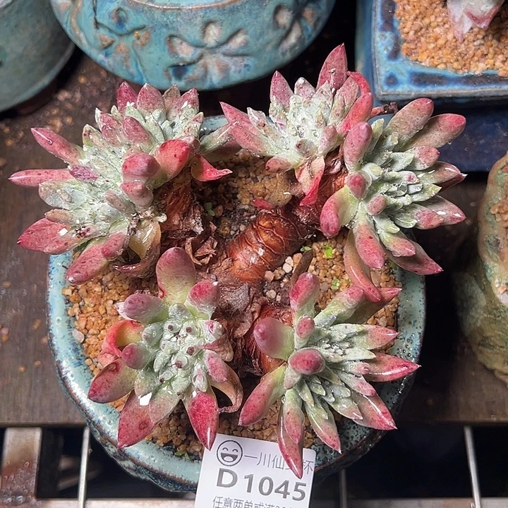 1045拇指杂仙女杯多肉