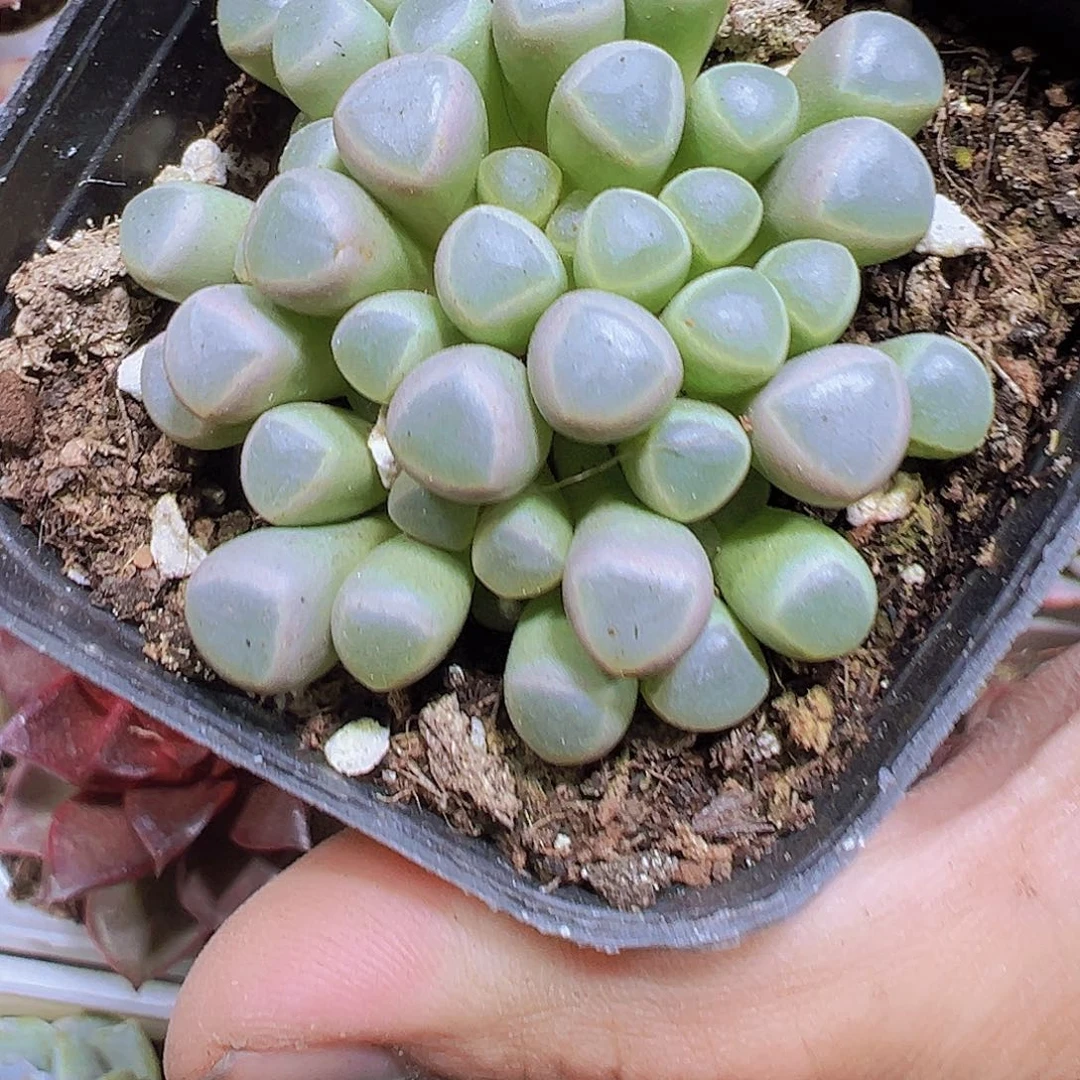 五十铃玉带盆带土19包邮