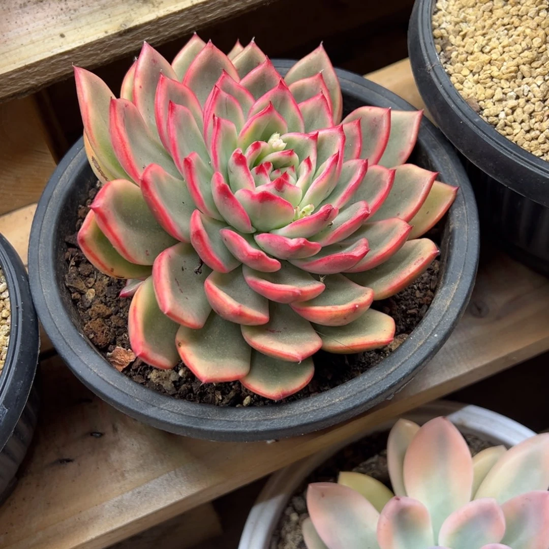 蔚蓝锦 带侧芽 夏鸣园艺