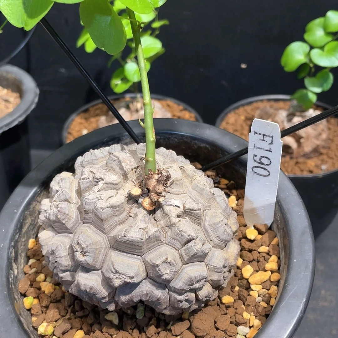 190号龟甲龙9公分