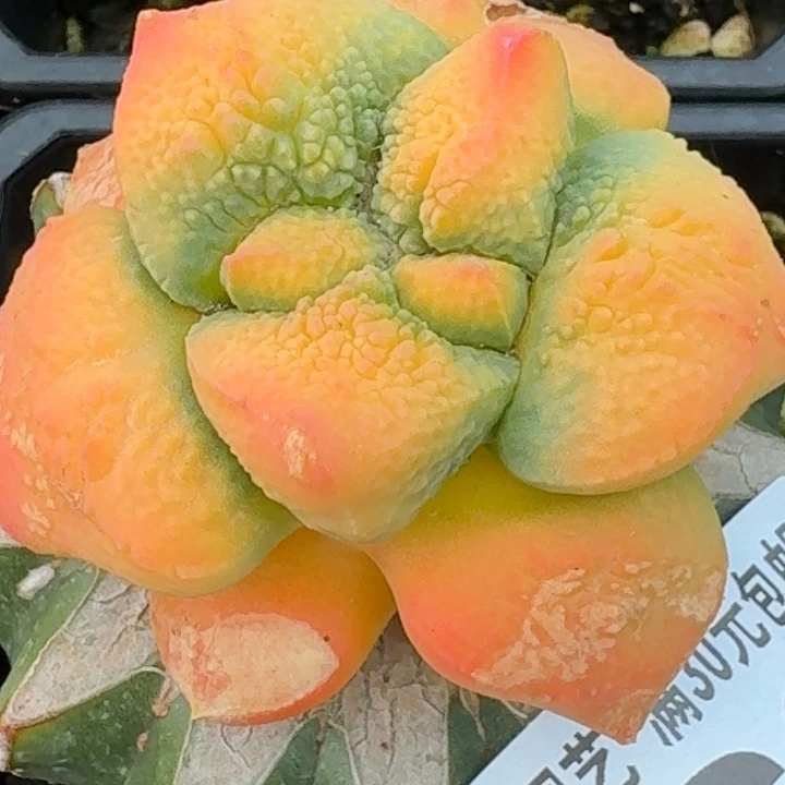 无花朵苗接连山锦462