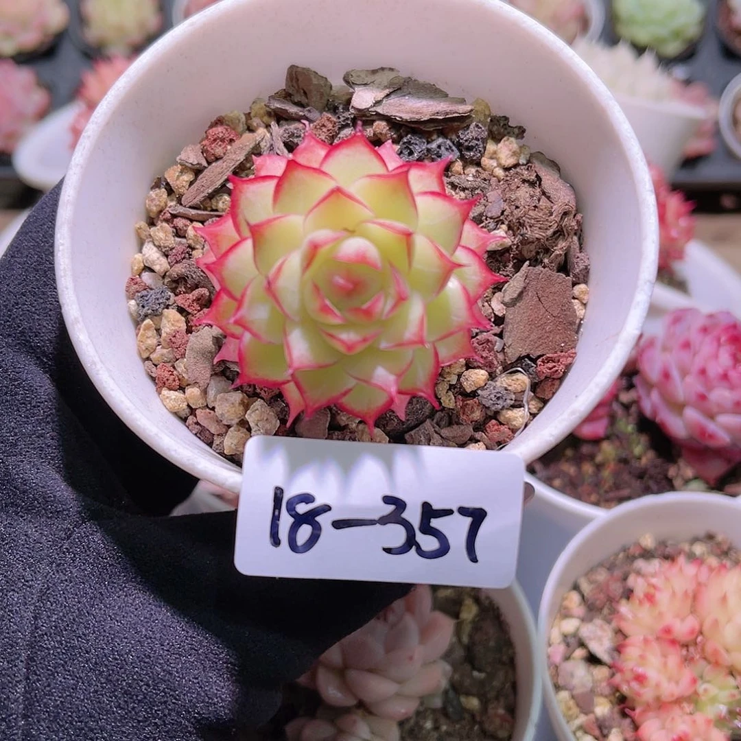 花利美18-357女王