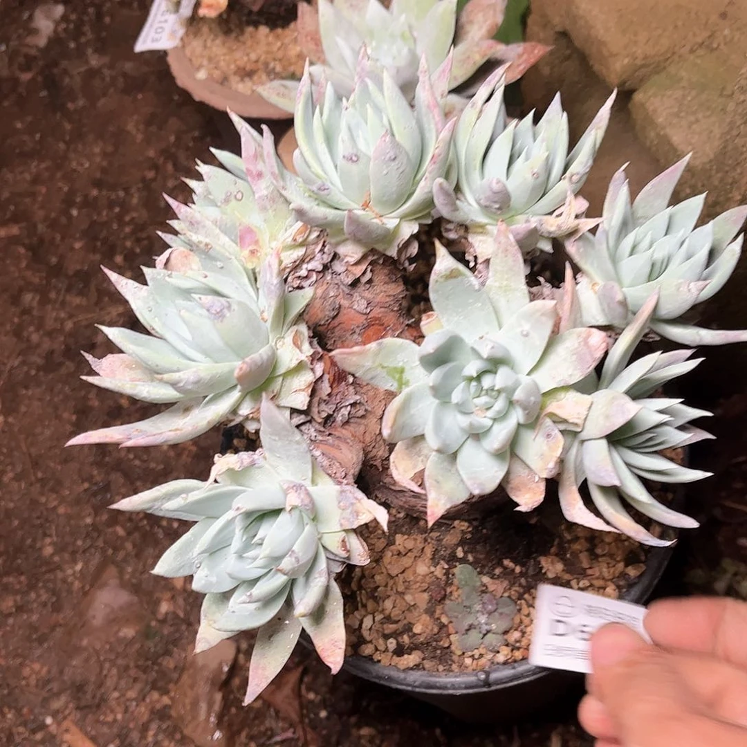 6105大花朵杂交多肉