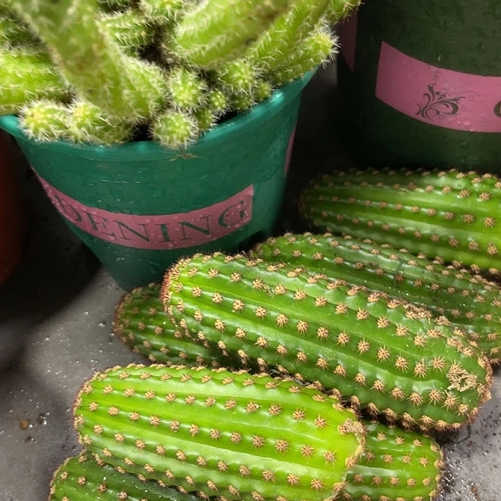 进口金妞金1侧芽一个