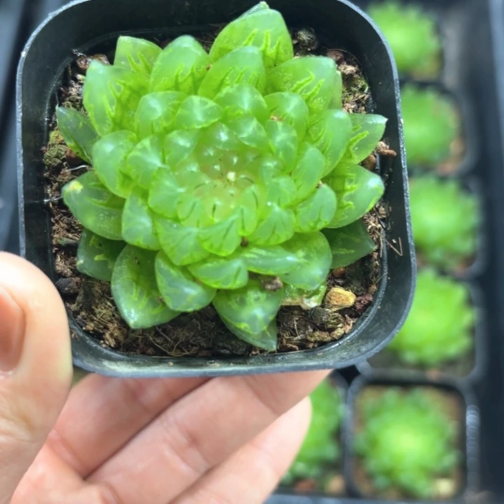 樱变女神多肉植物