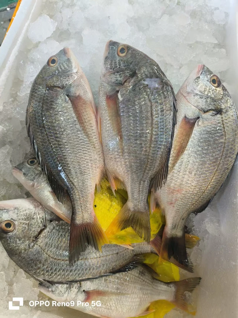 【南岐】新鲜海捕野生黄翅鱼（当天海鲜时价。不退差价）
