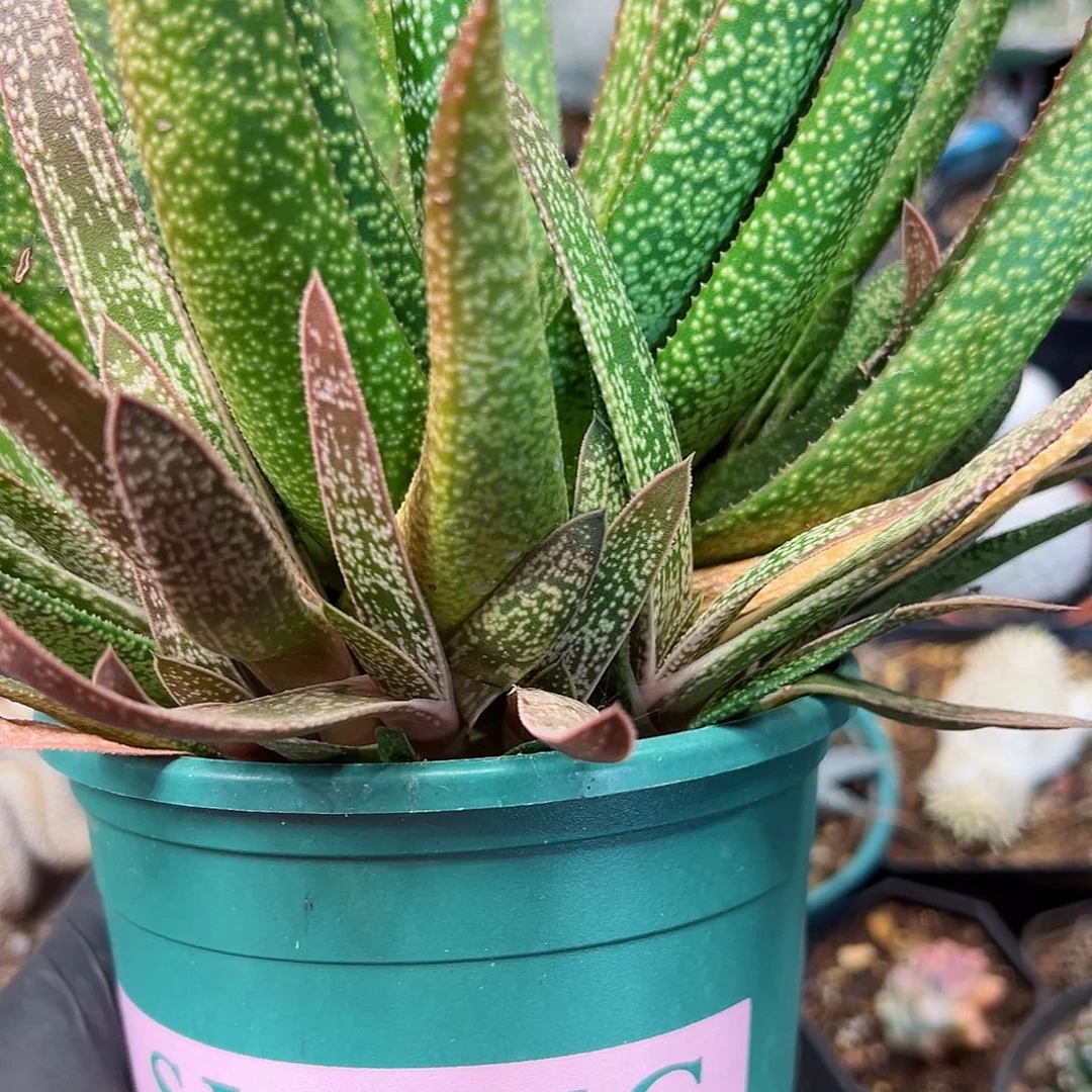 金星芦荟13公分3号