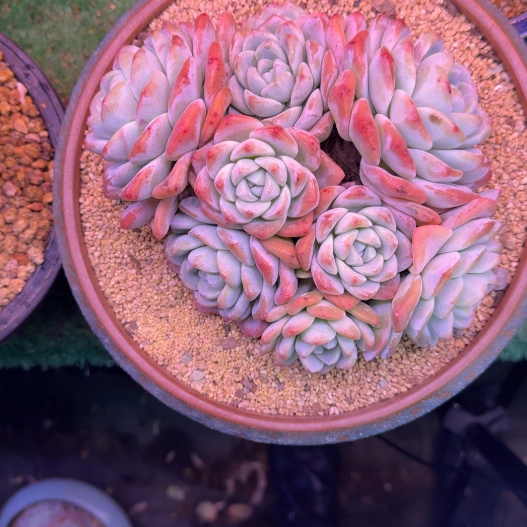 隐*人冰玉无砍多肉群生