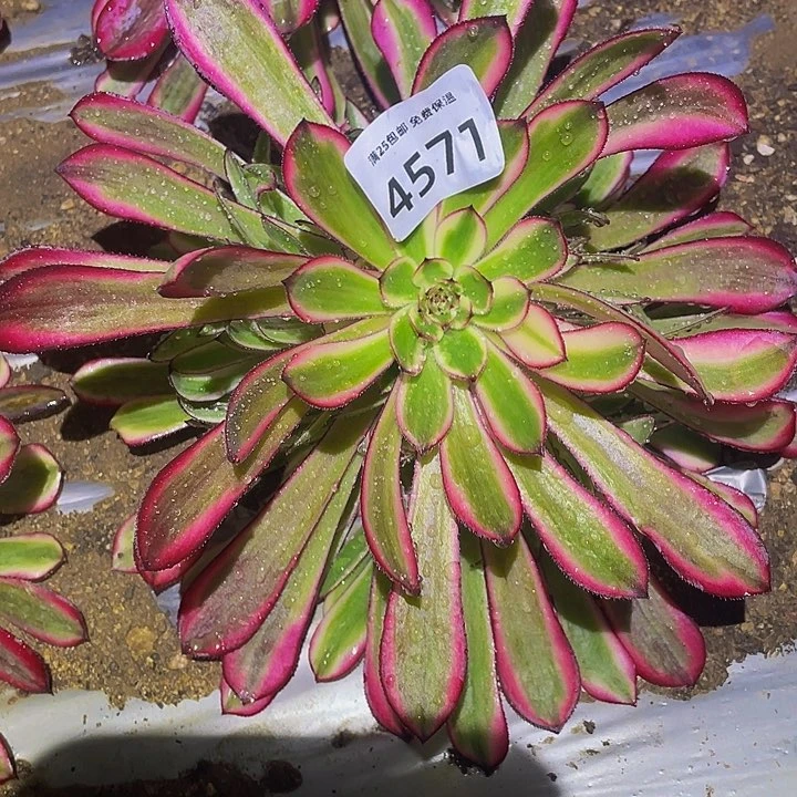 4571白月光多肉植物