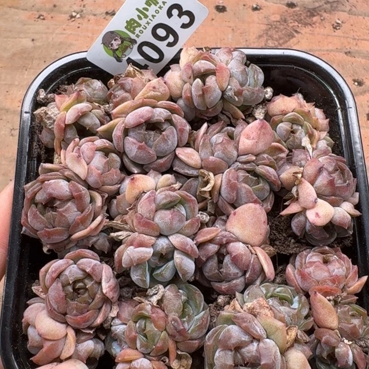 E***a无花朵多肉植物多肉植物