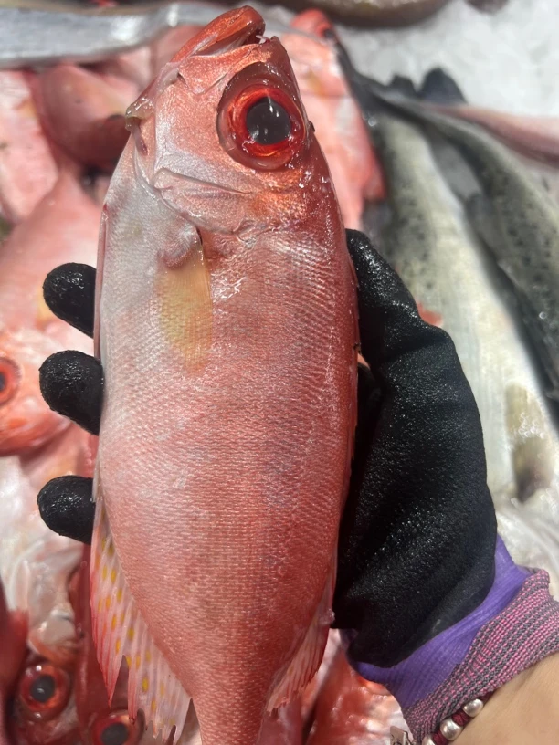 野生海连鱼，顺丰发货