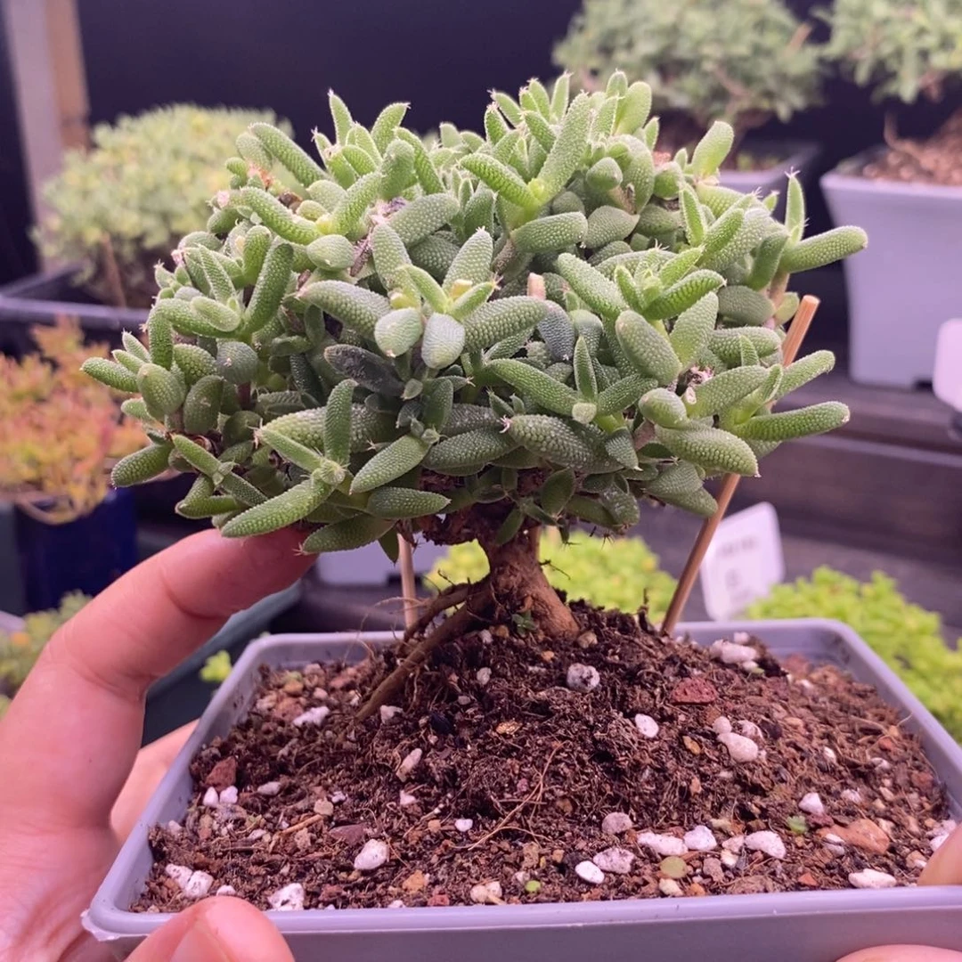96玉米老桩。