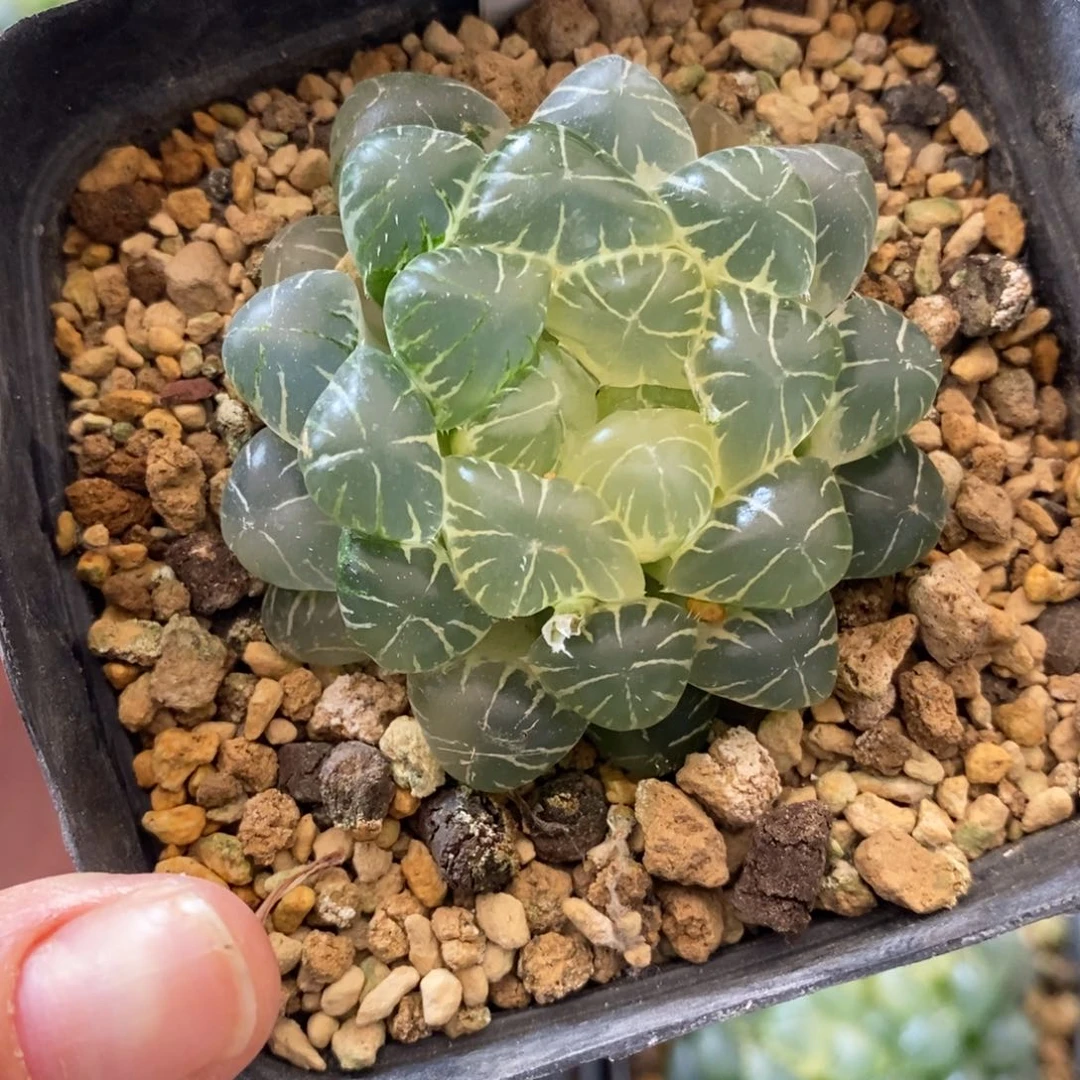 完全开放757实生玉露锦