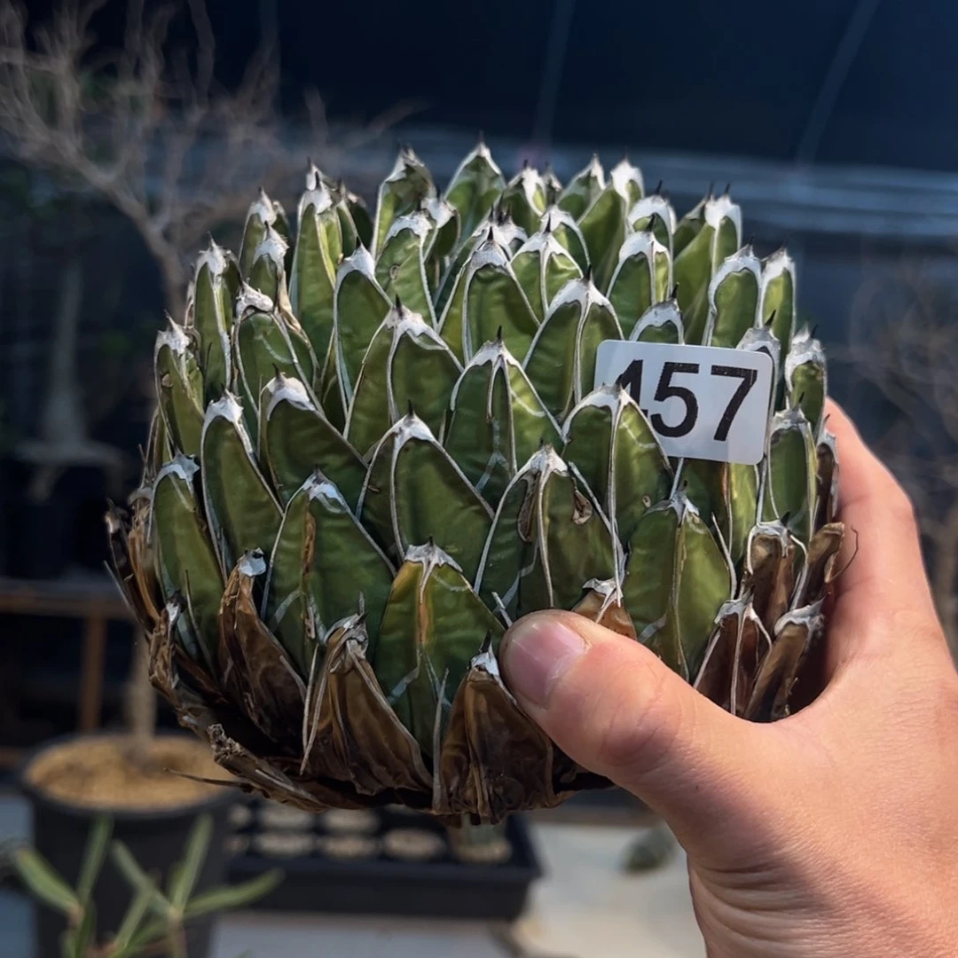 457笹之雪龙舌兰植物脱土发货