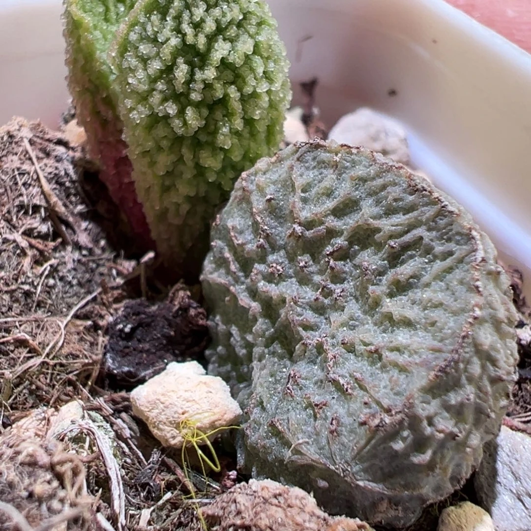 福利款新品多肉植物水泡