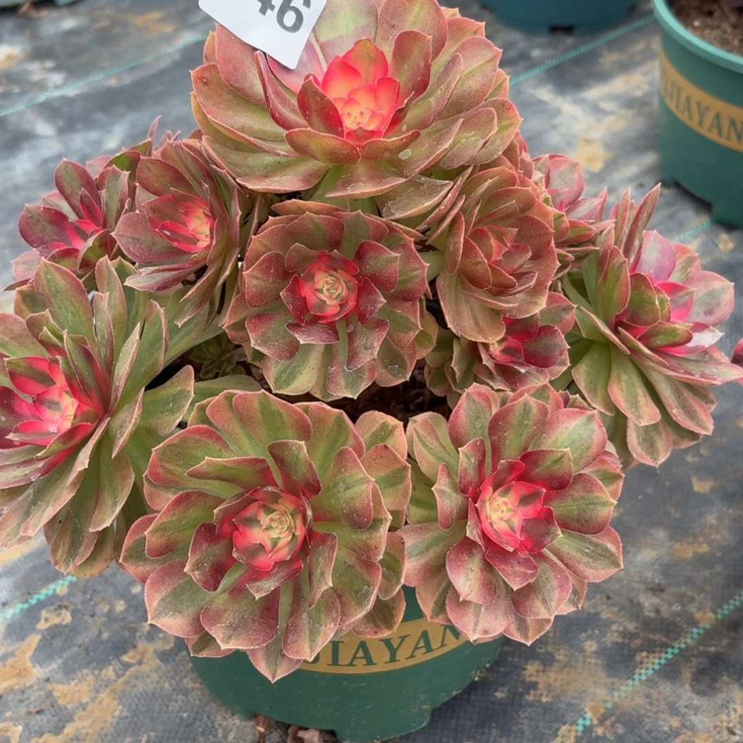 046荔枝多肉植物福利