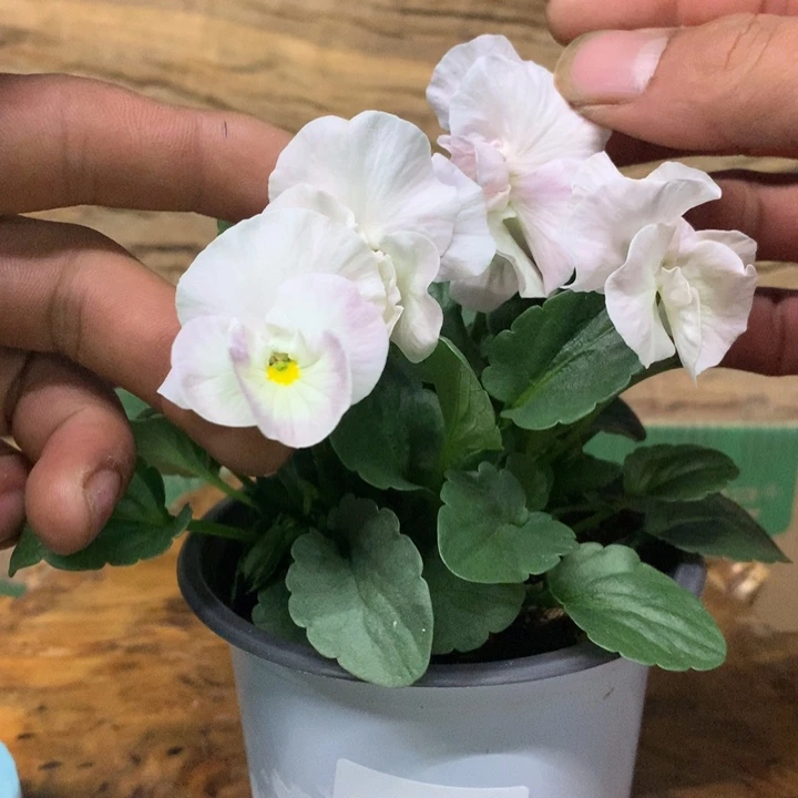 无花朵角堇盆苗一物一拍030