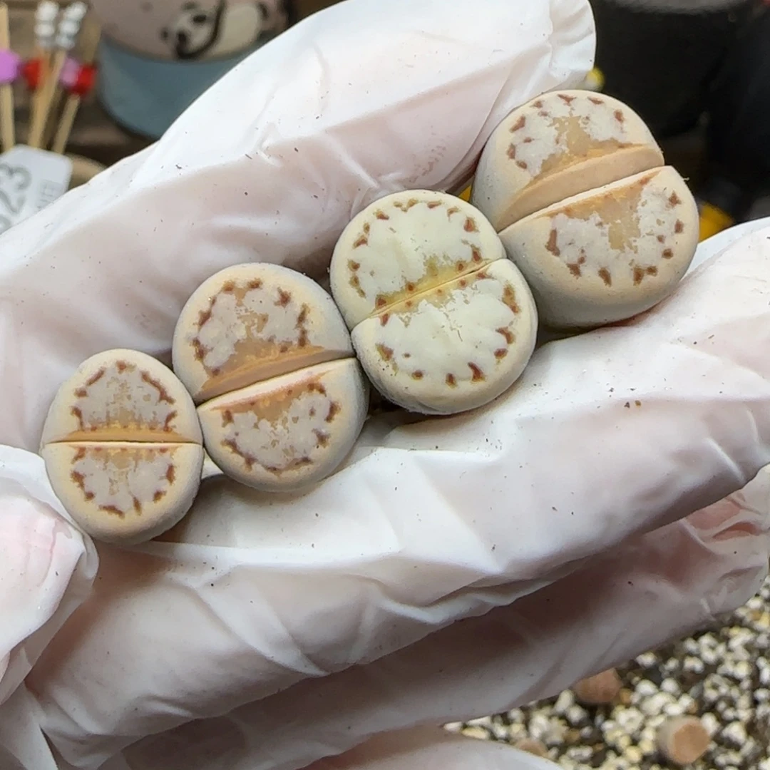 12.29.pv491粉唇.9027无人福利.腿高