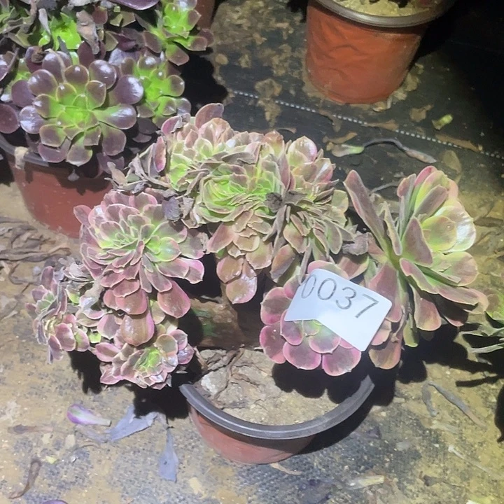 多肉植物断枝不包37凤冠缀
