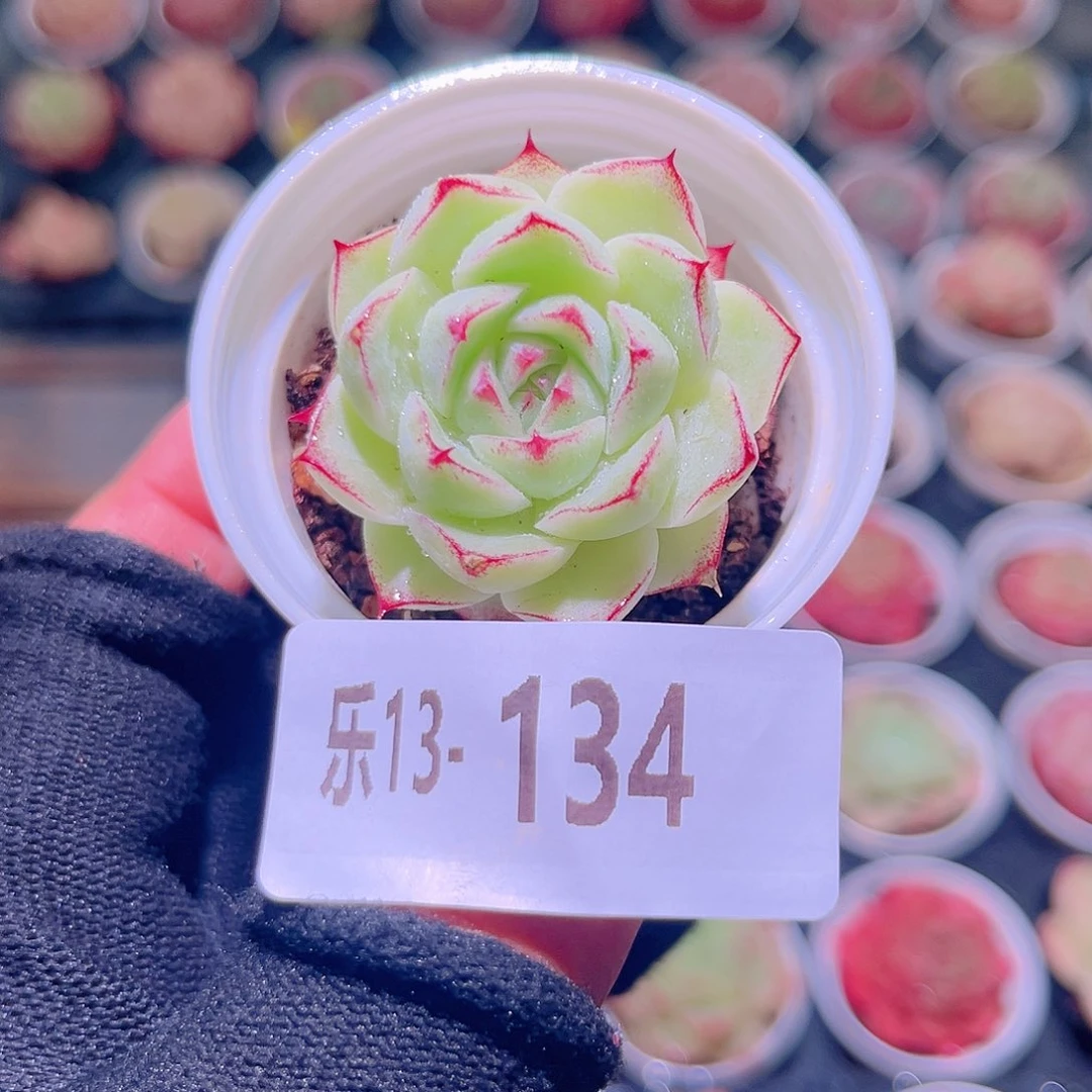 乐然13-134 女王单头
