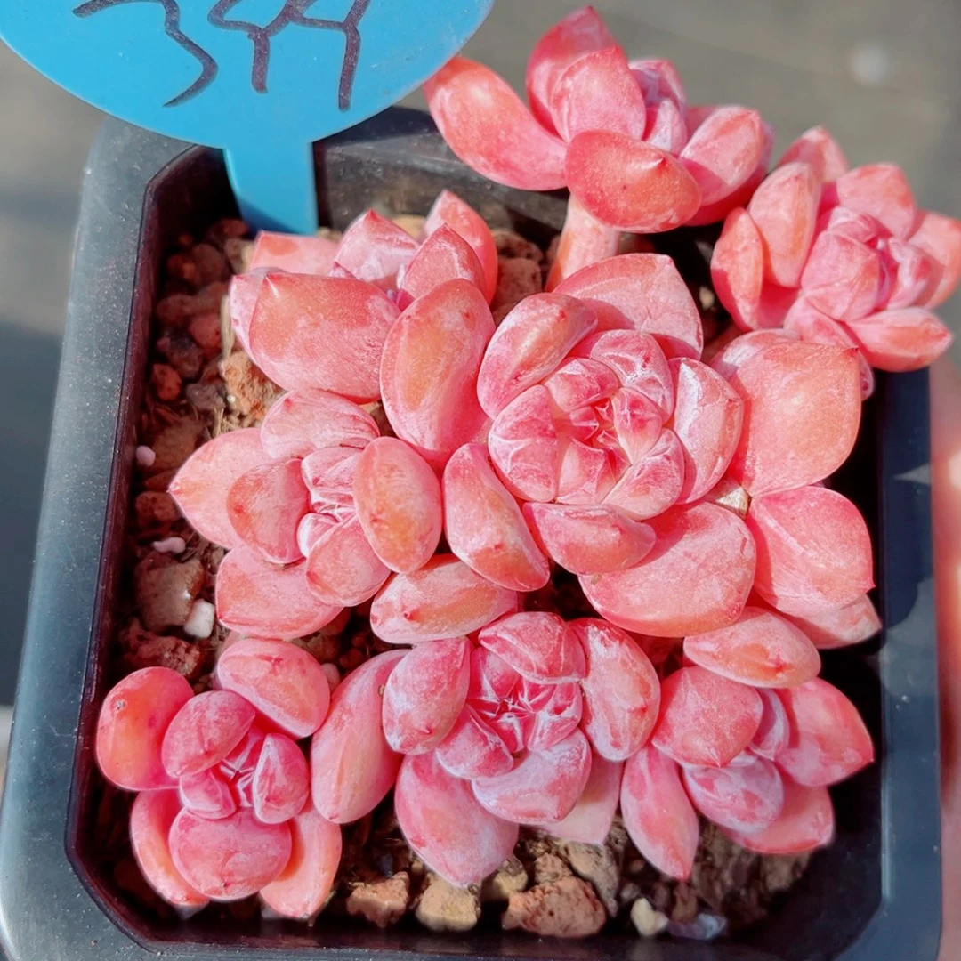 399号老桩小脸石榴籽星影群