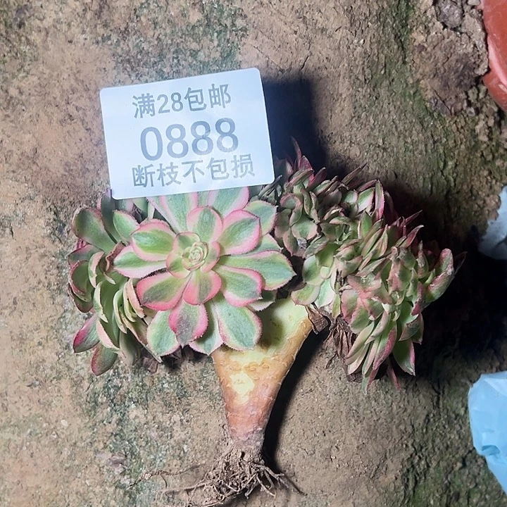 小***C0888荔枝缀多肉植物