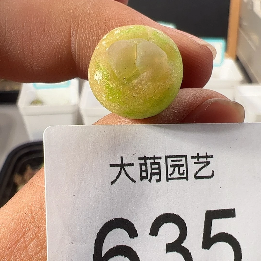 0000635 一物一拍……