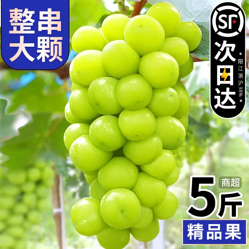 5斤整箱阳光玫瑰葡萄果园直供脆甜多汁晴王香印青提当季包邮