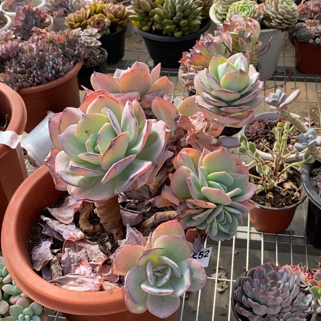 252白凤多头老桩缀一物一拍