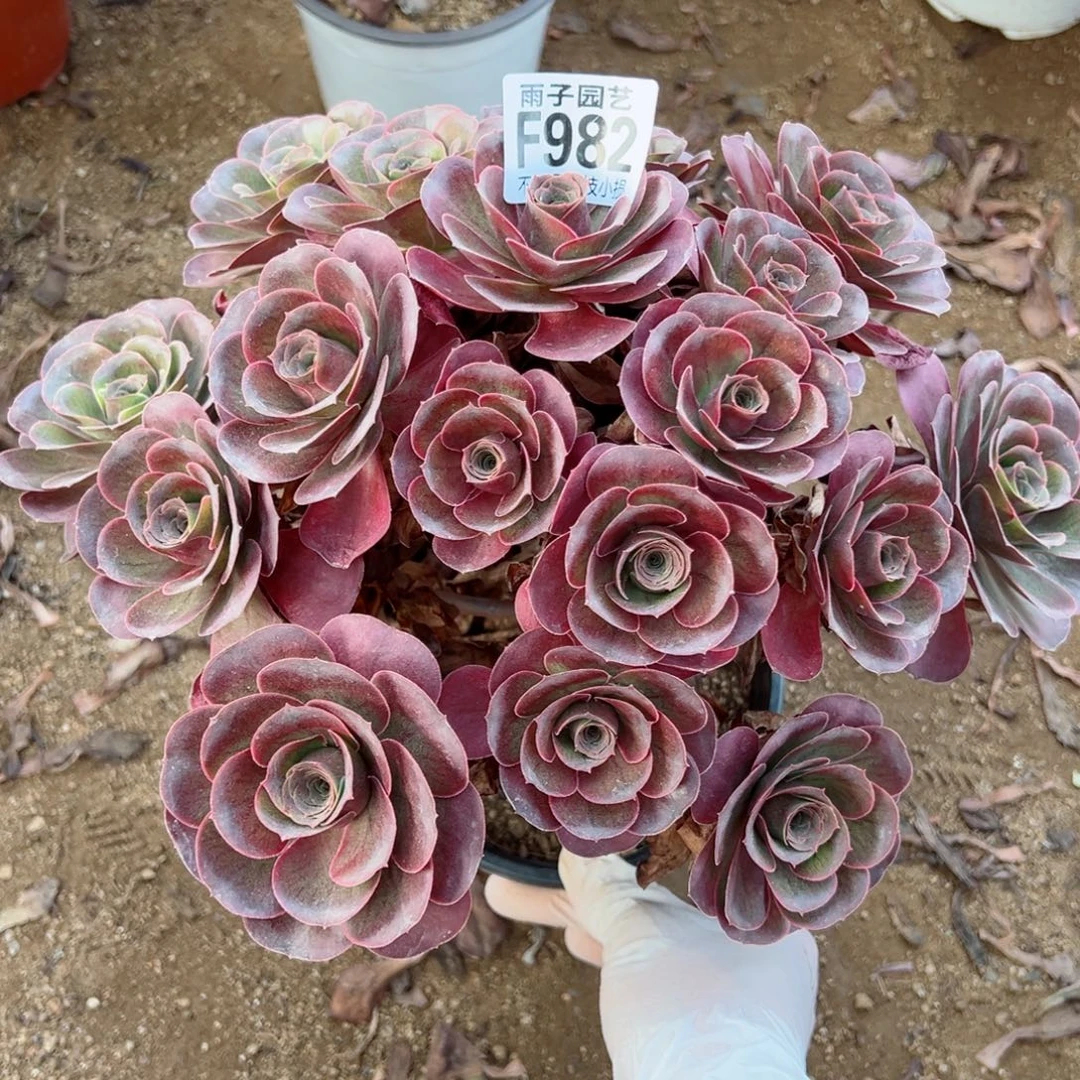 982魅金玫瑰尺寸30左右