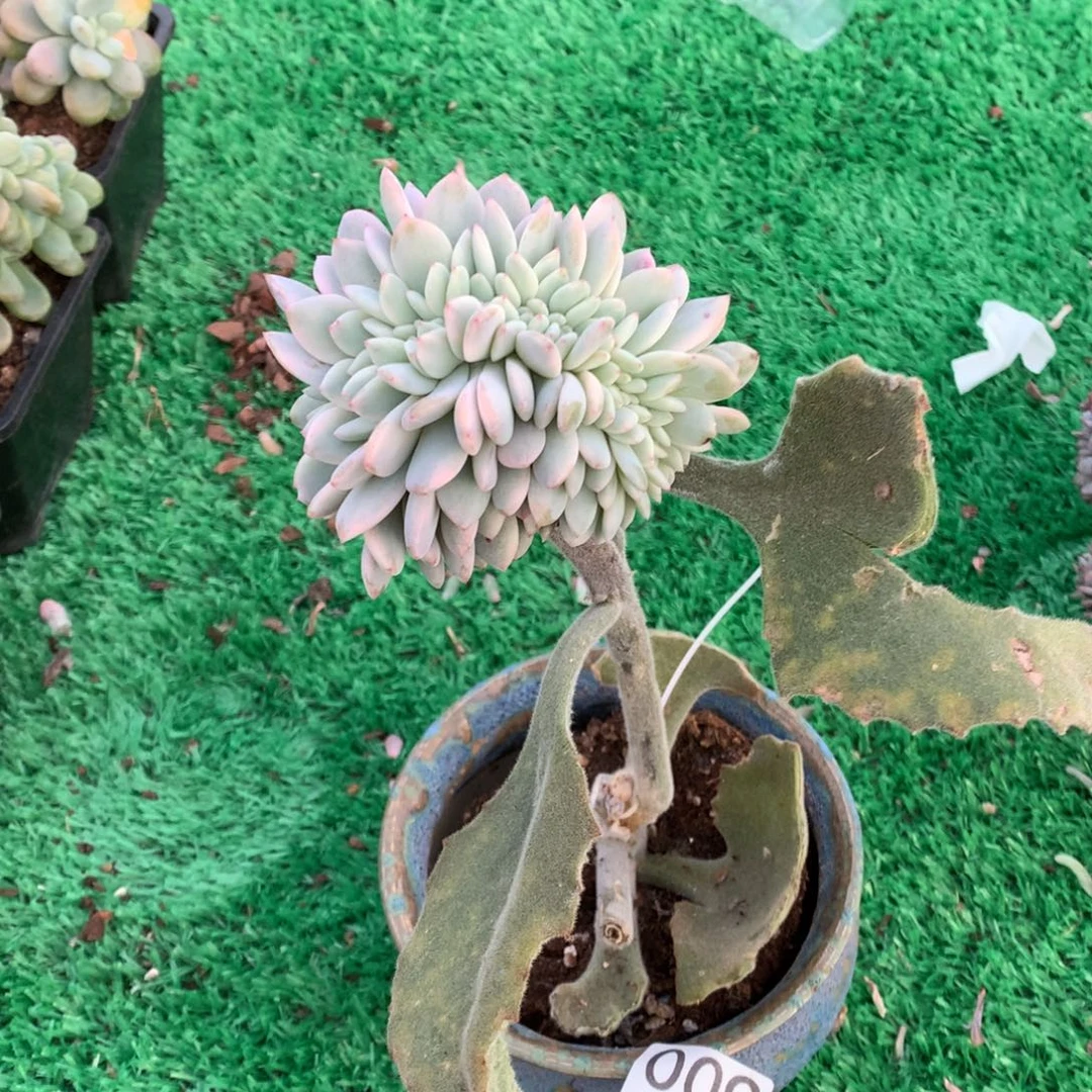 009橙子锦缀多肉植物