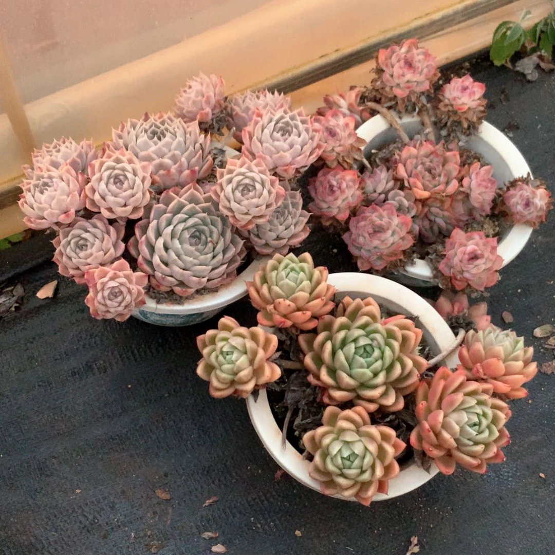 Z**…4436瑕疵不售后特价处理3颗