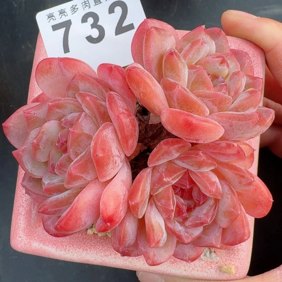 冰魄福利      愿你一路坦途，乘风破浪展宏图