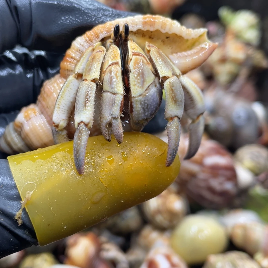 不退不换活体宠物169