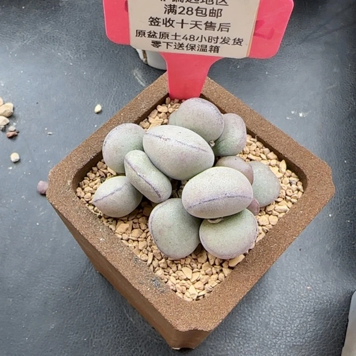 球球紫蛋多肉植物