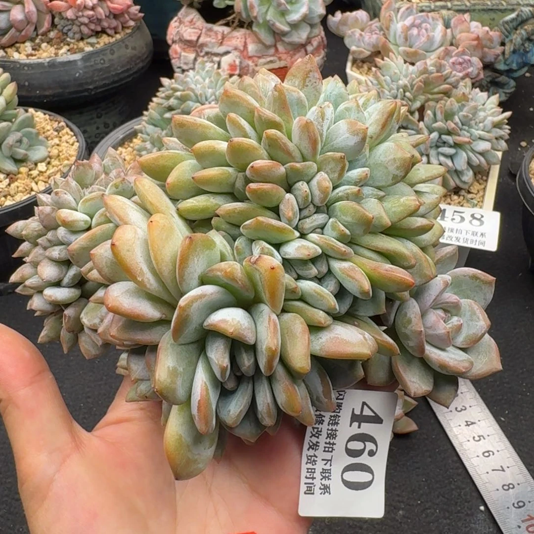 460星影缀有瑕（16厘米左右）