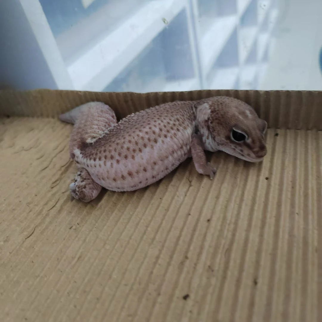 豹纹守宫蜥蜴活体宠物新手入门温顺易养可爱爬宠