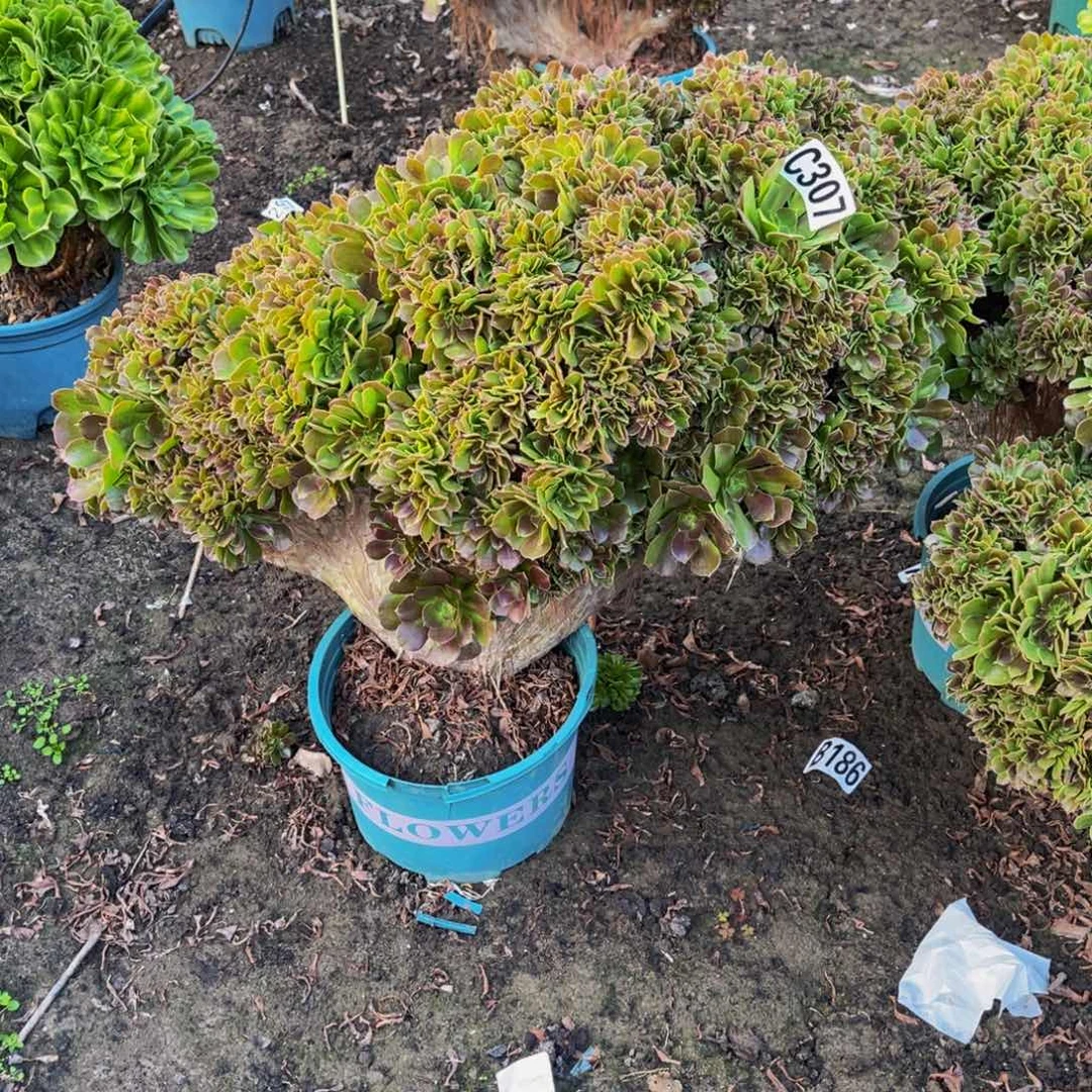 玫瑰法师16//////33包邮