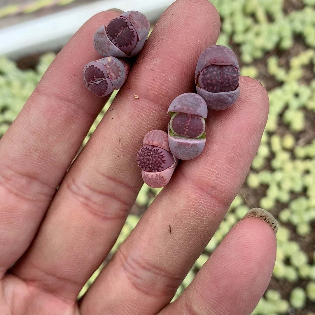 D22多肉植物保护